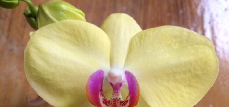 Phaelenopsis, orchid care, repotting orchid