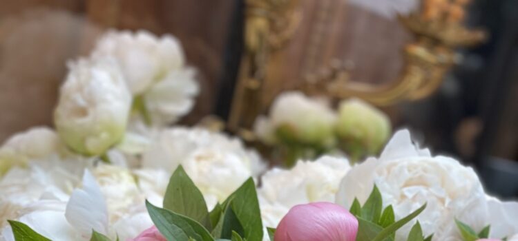 Everything you need to know about peonies