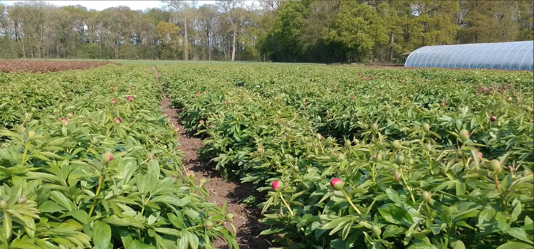 Peonies as far as the eye can see - glimpses from the field