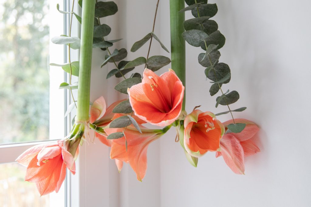 1632631254 743 DIY hanging amaryllis Bloomy Blog - DIY: hanging amaryllis -