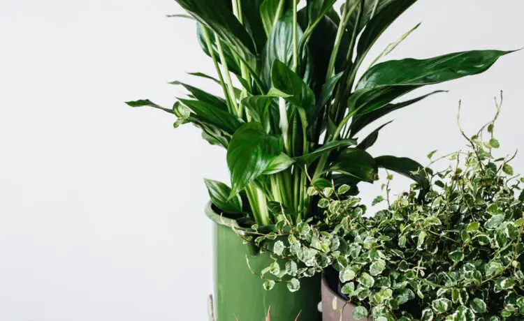Urban Jungle with our Plant Buddies - 