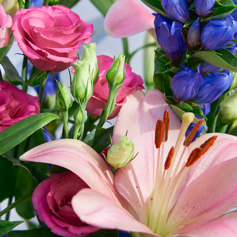 Blissful Petals - Bloomy Blog