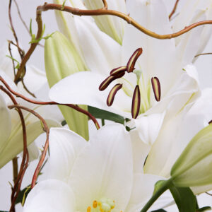 Blooming Lily - 