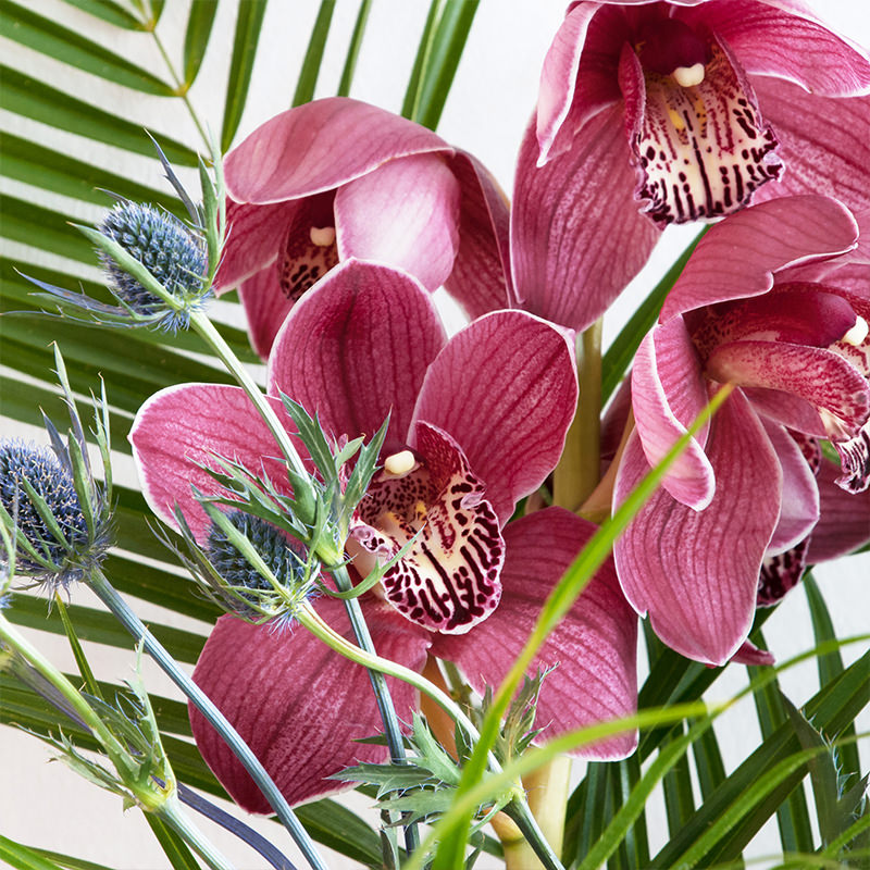 Rainforest Orchid - Bloomy Blog