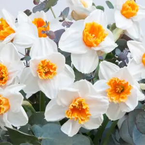 1634488128 898 Sunny Daffodil Bloomy Blog - Sunny Daffodil