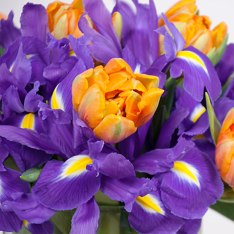 Sweet Iris - Bloomy Blog