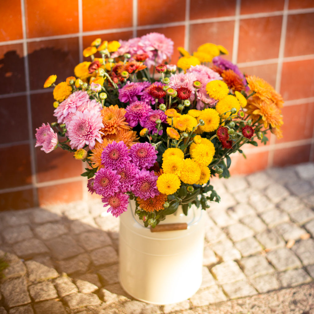 1635762076 264 Asters Bloomy Blog Flower tips and more - Chrysanthemums -  |  Flower tips and more