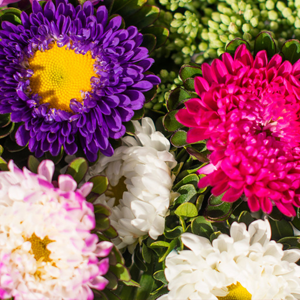 Asters - Bloomy Blog |  Flower tips and more