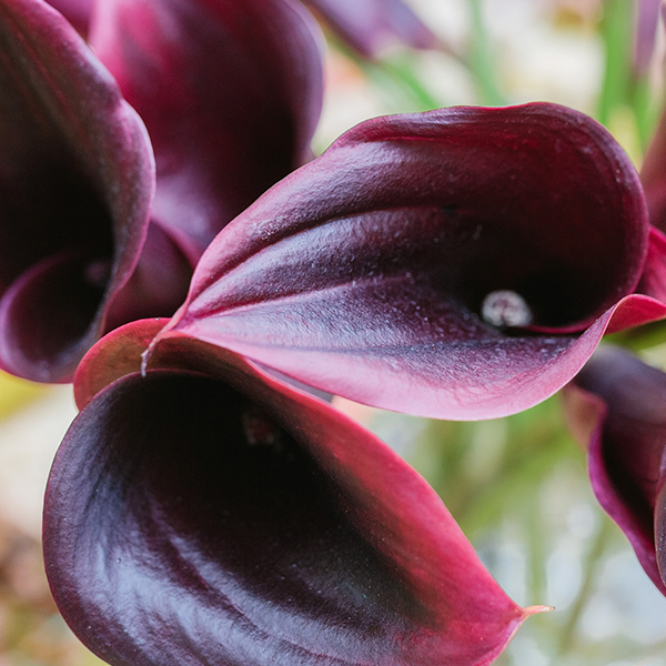 Calla (Zantedeschia) |  Flower lexicon and more