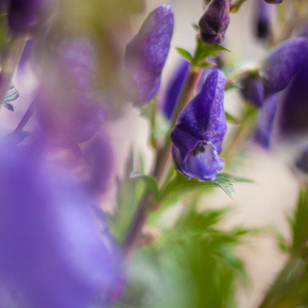 Monkshood hat (balaclava) |  Flower lexicon and more