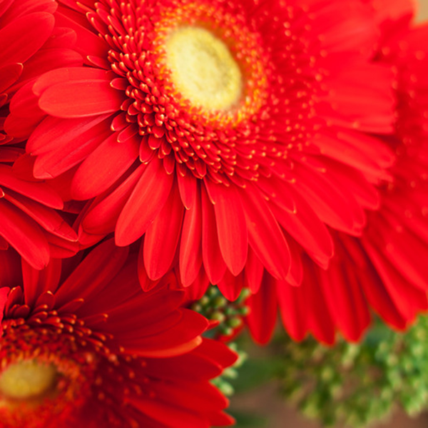 Gerbera - Bloomy Blog |  Flower tips and more