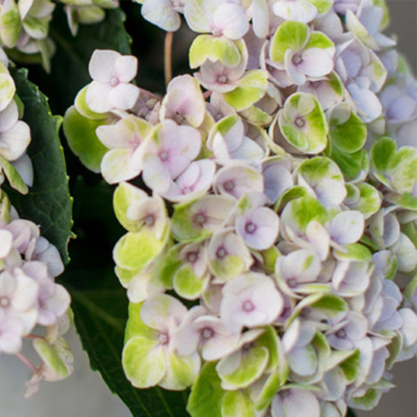 Hydrangea (bot. Hydrangea) | Flower dictionary and more