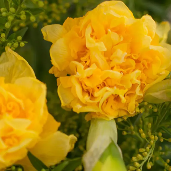 Daffodils (daffodils) - 