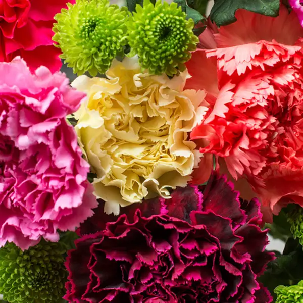 Carnations - Bloomy Blog |  Flower tips and more