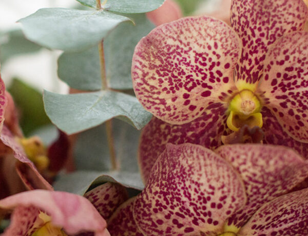 Orchid - | Flower tips and more