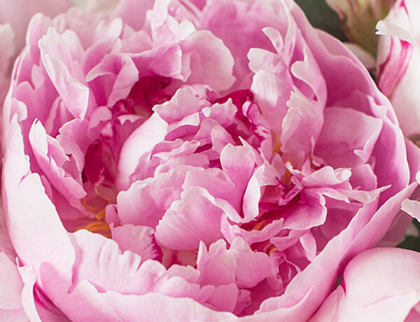 Peonies - | Flower tips and more