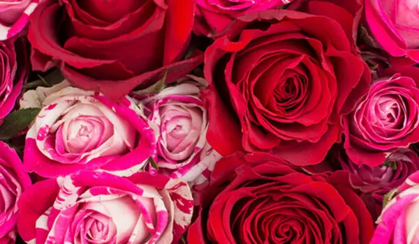 Roses - | Flower tips and more