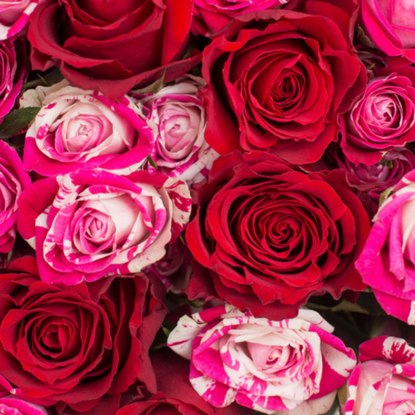 Roses - Bloomy Blog |  Flower tips and more