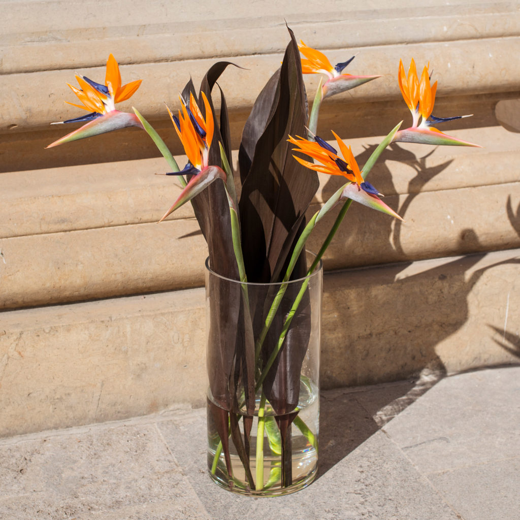 1638074544 178 Strelitzia Flower tips and more - Strelitzia - | Flower tips and more