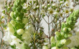  Waxflower - | Flower tips and more 