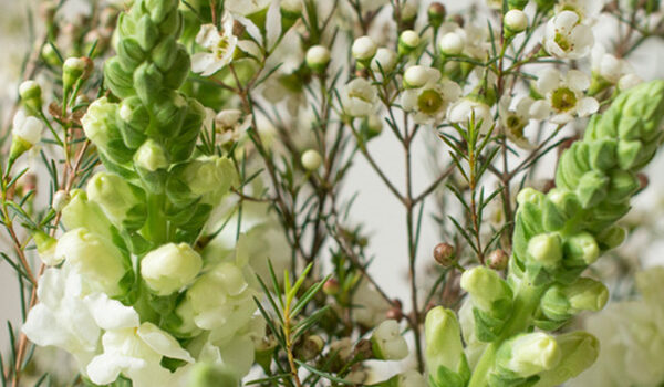 Waxflower - | Flower tips and more