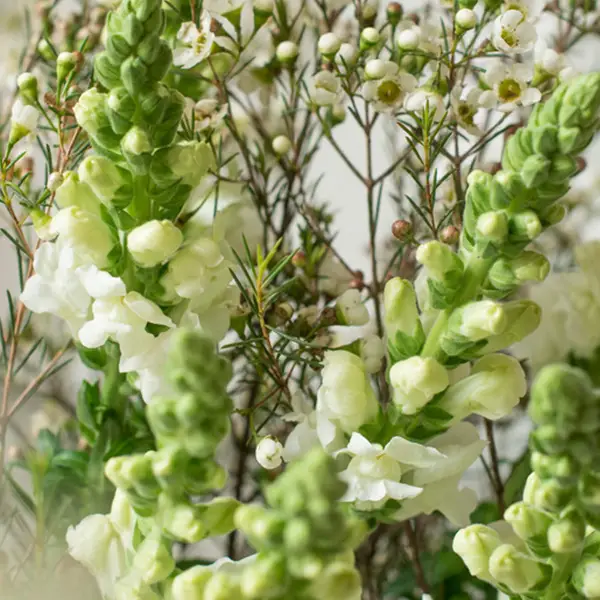 Waxflower - Bloomy Blog |  Flower tips and more