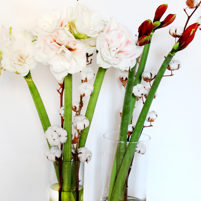 Cotton Flower tips and more - Cotton - | Flower tips and more