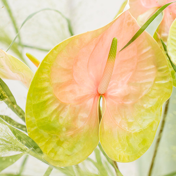 Flamingo Flower - | Flower tips and more