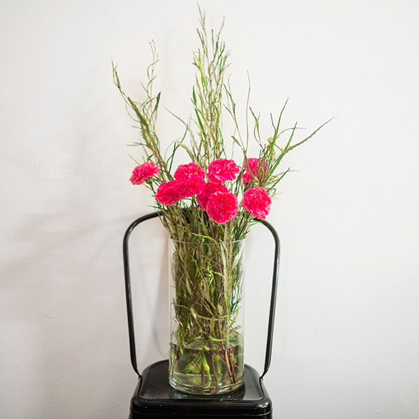 Grevillea Silver areas - Carnations - | Flower tips and more
