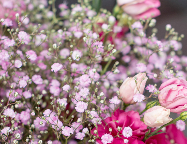 Gypsophila - | Flower tips and more
