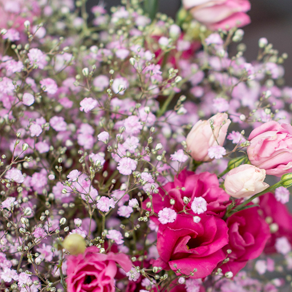 Gypsophila - | Flower tips and more