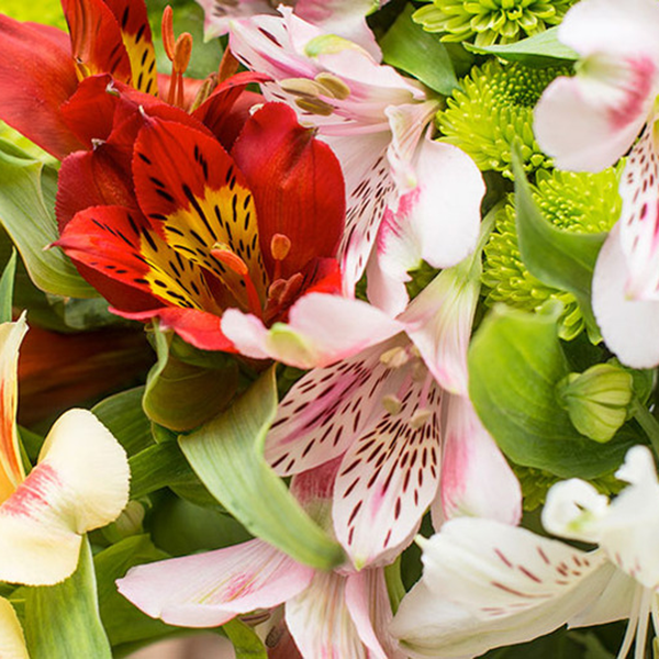 Indian lilies (Alstros) - Bloomy Blog