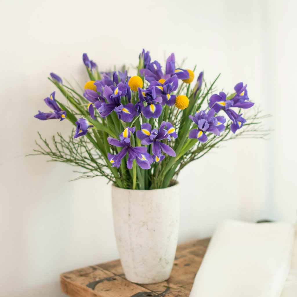 Iris iris Flower lexicon from BLOOMY DAYS - Iris (iris) | Flower lexicon from BLOOMY DAYS