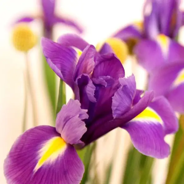 Iris (iris) |  Flower lexicon from BLOOMY DAYS