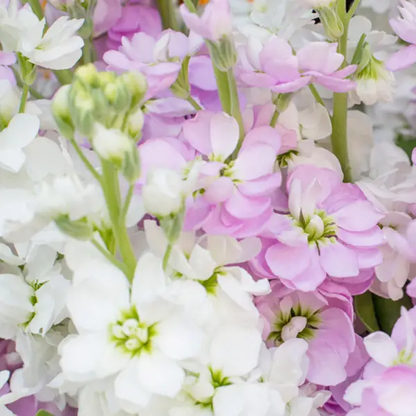 Levkoje - Bloomy Blog |  Flower tips and more