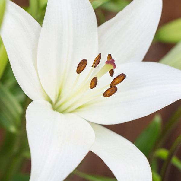 Lily - Bloomy Blog |  Flower tips and more