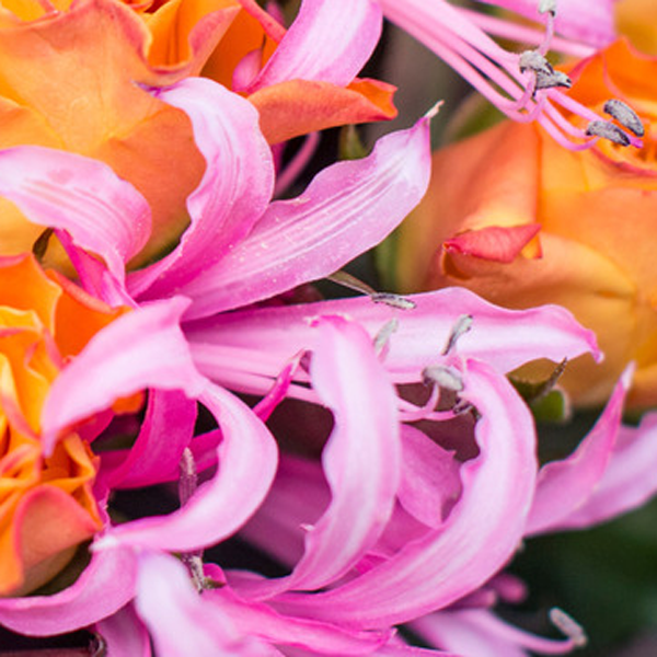 Nerine (Guernsey Lilies) - Bloomy Blog