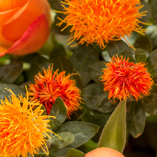 Safflower - Bloomy Blog |  Flower tips and more