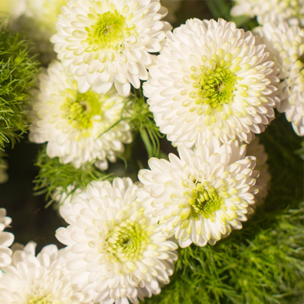 Santini - Bloomy Blog |  Flower tips and more