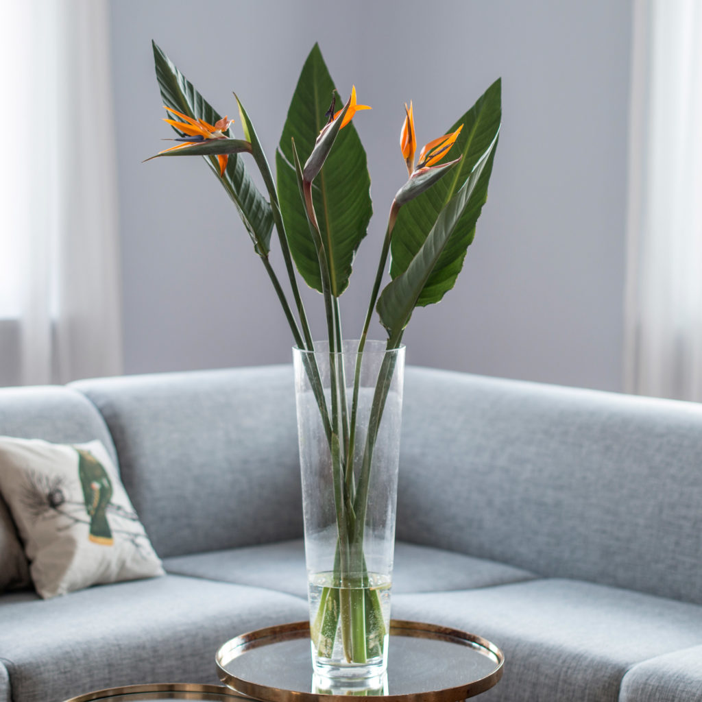 Strelitzia Bloomy Blog Flower tips and more - Strelitzia -  |  Flower tips and more