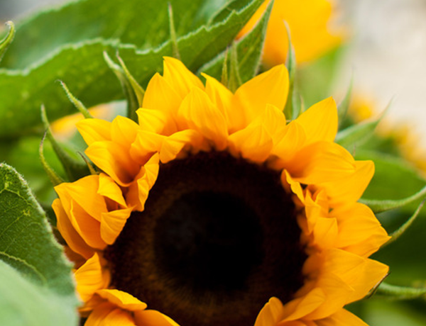 Sunflowers - | Flower tips and more