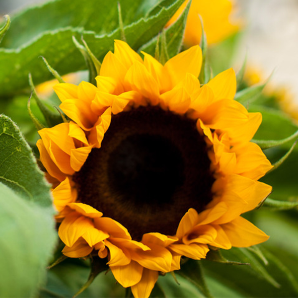 Sunflowers - Bloomy Blog |  Flower tips and more