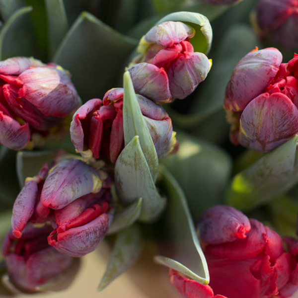 Tulips - | Flower tips and more
