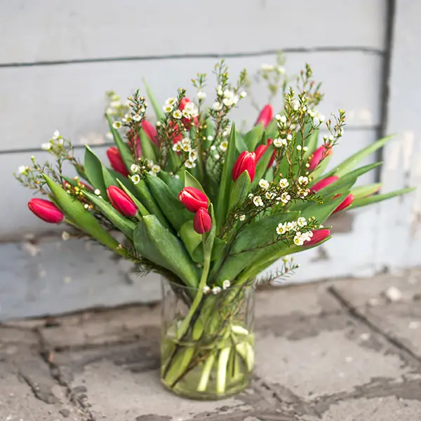 Tulips Bloomy Blog Flower tips and more - Waxflower -  |  Flower tips and more