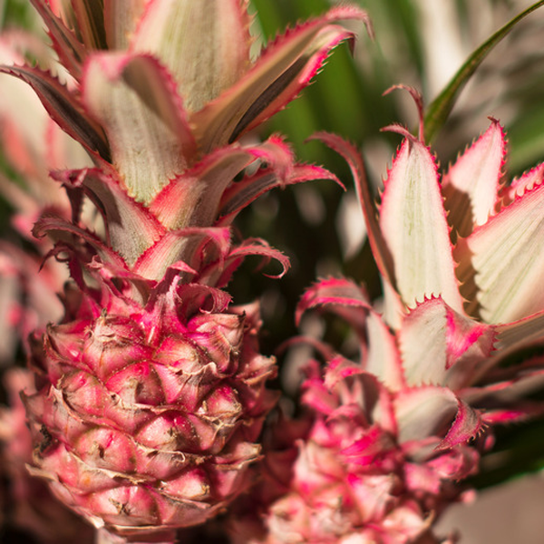 Ornamental Pineapple - | Flower tips and more