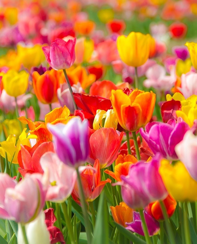 1641811991 249 Everything you need to know about tulips - Everything you need to know about tulips