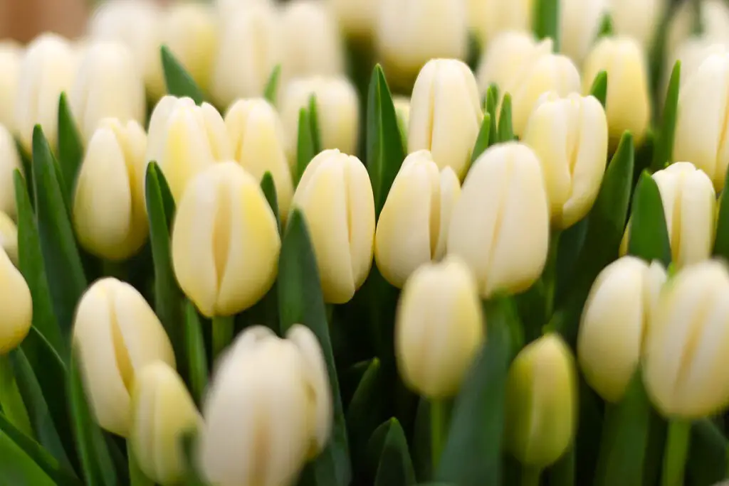 Everything you need to know about tulips - Everything you need to know about tulips