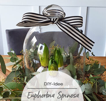 Modern Euphorbia Spinosa Winter Wreath DIY instructions 366x350 - Modern Euphorbia Spinosa Winter Wreath - DIY instructions
