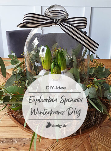 Modern Euphorbia Spinosa Winter Wreath DIY instructions - Modern Euphorbia Spinosa Winter Wreath - DIY instructions