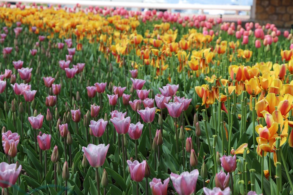 1647257657 99 Spring Flowers The Tulip - Spring Flowers: The Tulip